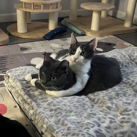 Enlarge Sully, a ADOPTABLE Domestic Medium Hair in Manorville , NY image 1/4