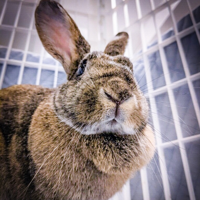 Enlarge Butter Pecan, a Adoptable Bunny Rabbit in Columbia, TN image 1/8