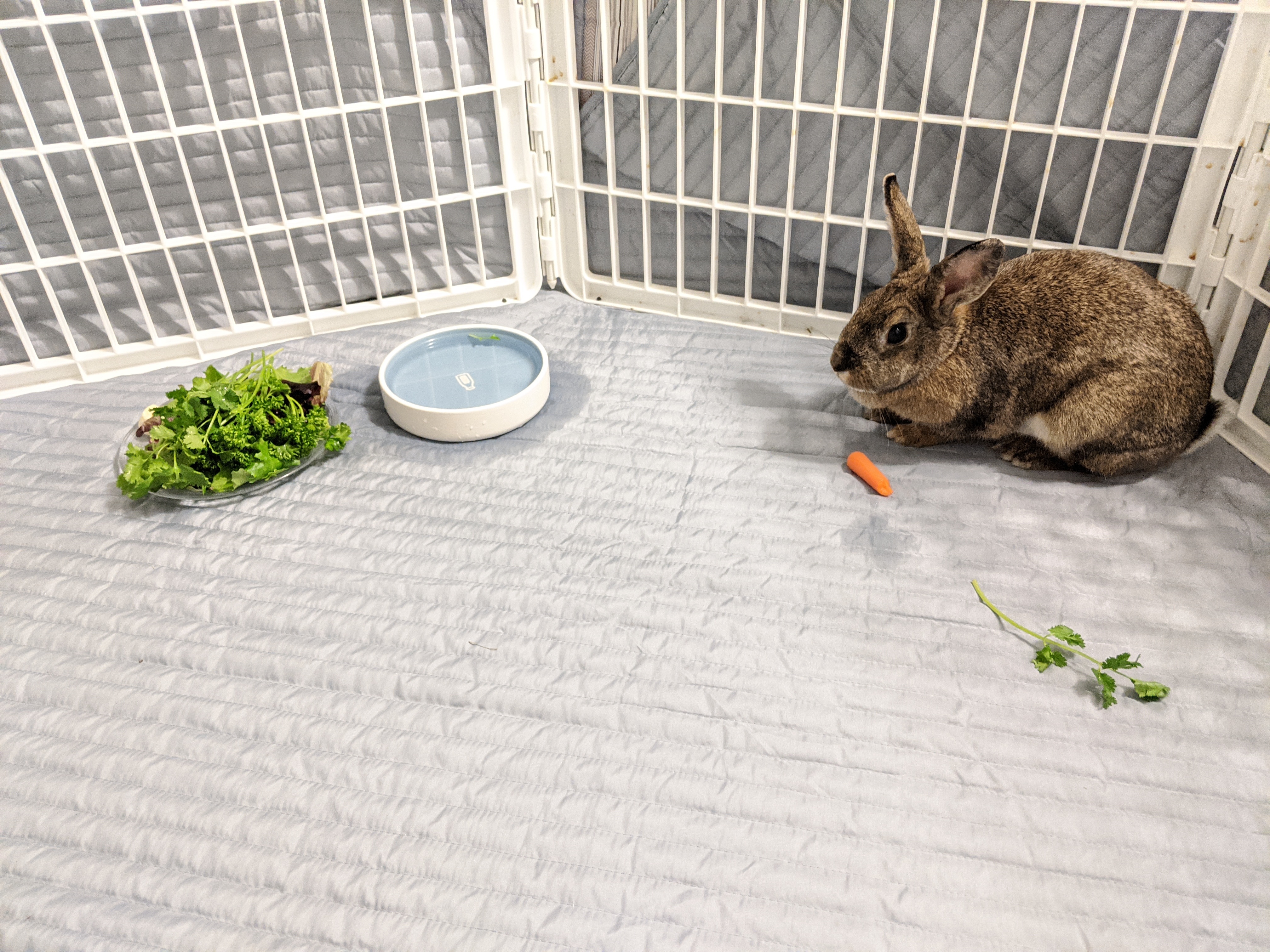 Enlarge Butter Pecan, a Adoptable Bunny Rabbit in Columbia, TN image 2/8