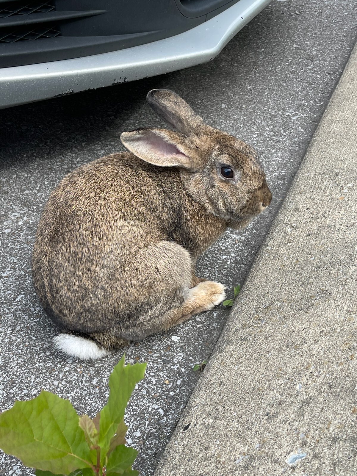 Enlarge Butter Pecan, a Adoptable Bunny Rabbit in Columbia, TN image 4/8