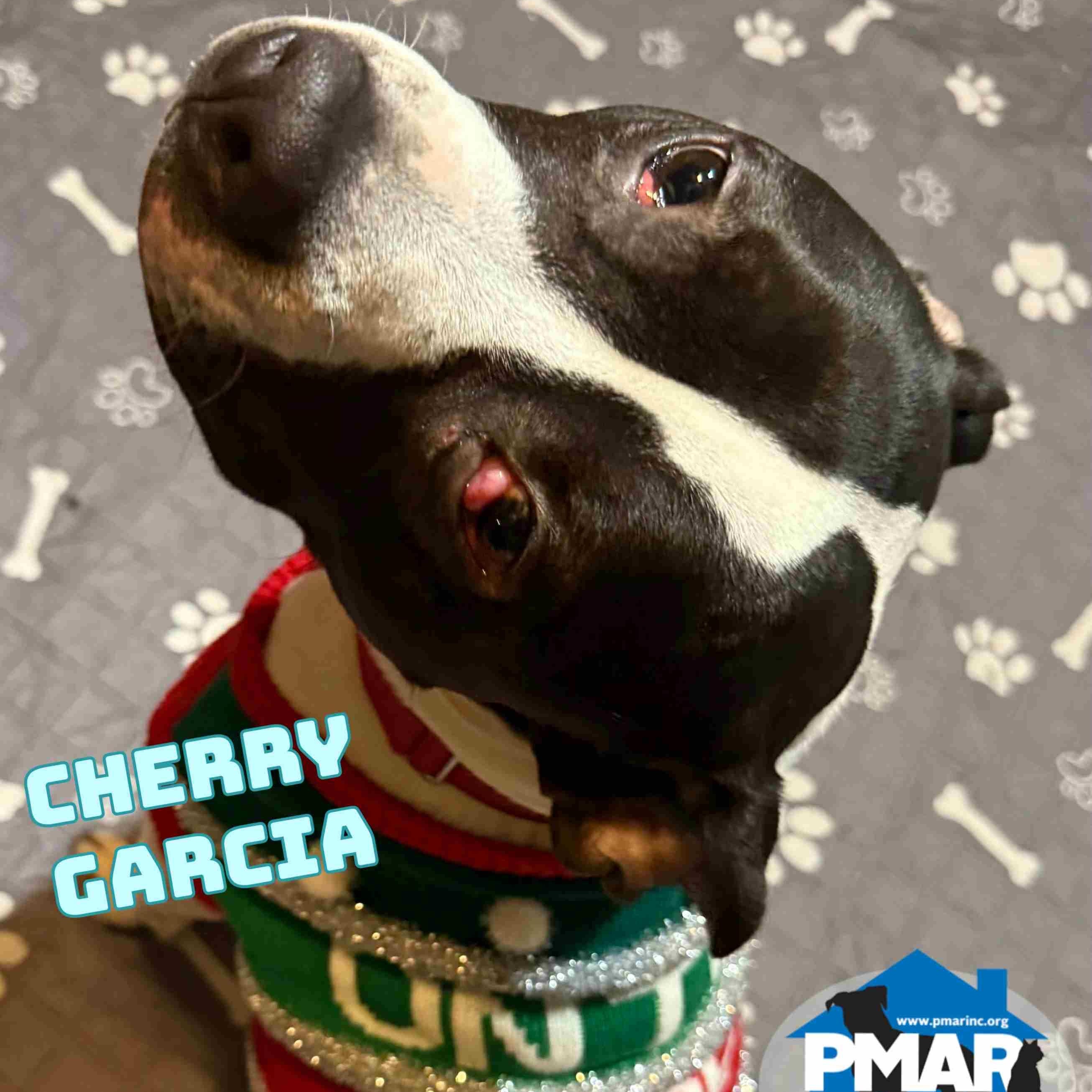 Cherry Garcia, a Adoptable mixed breed in Binghamton, NY image 3/5