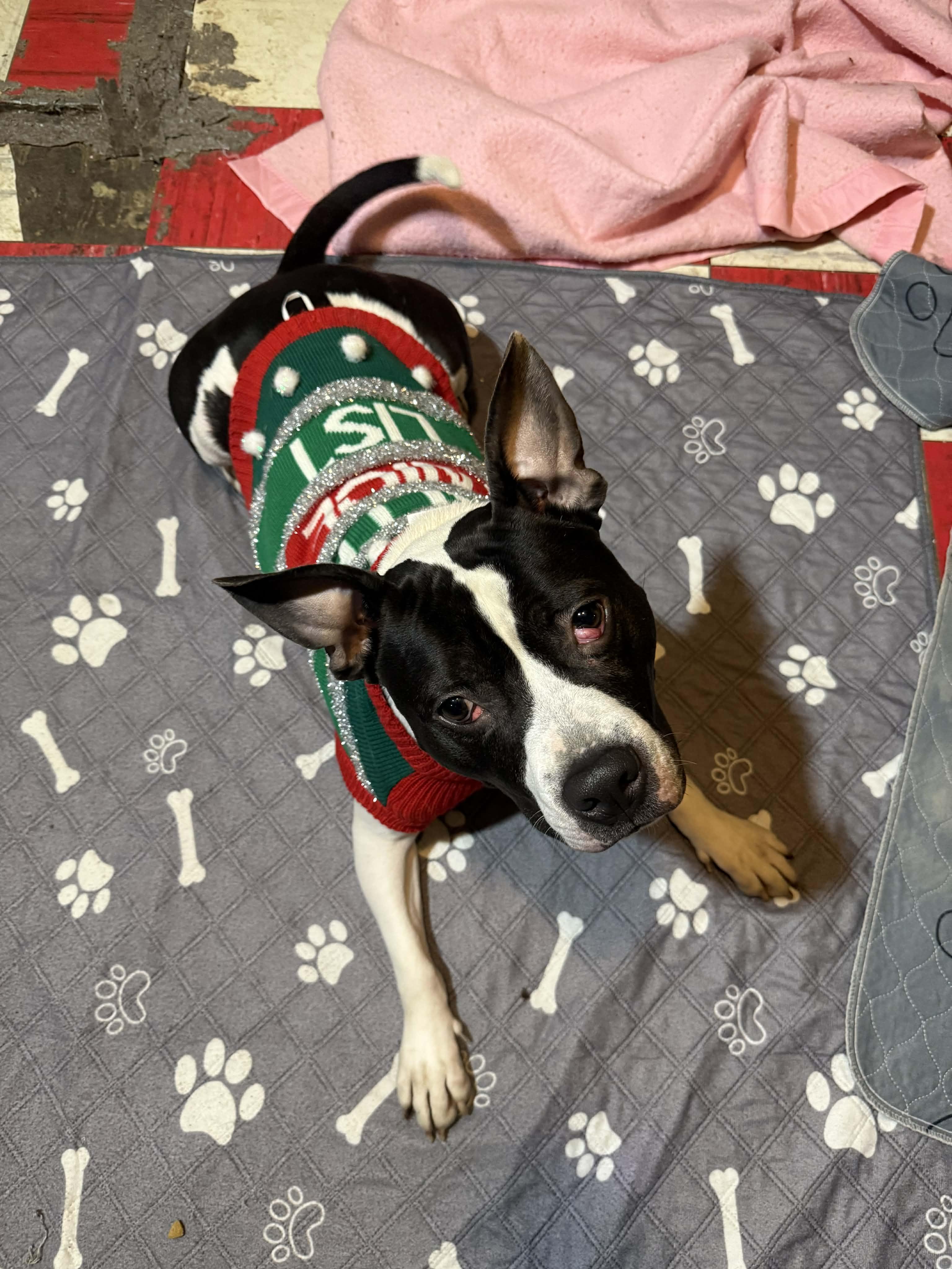 Cherry Garcia, a Adoptable mixed breed in Binghamton, NY image 4/5