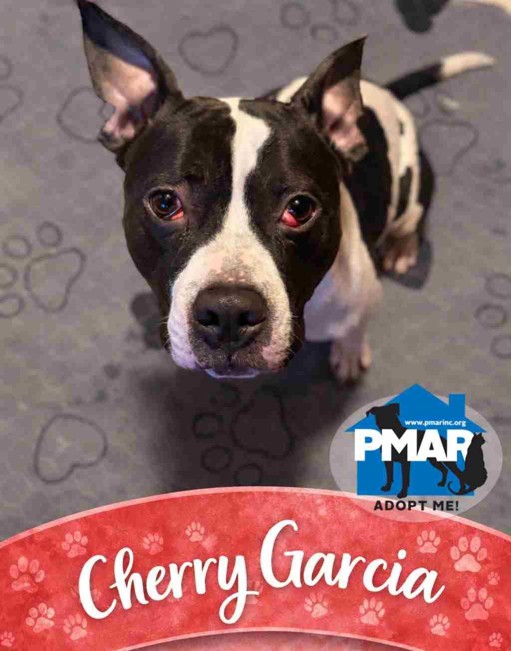 Cherry Garcia, a Adoptable mixed breed in Binghamton, NY image 2/5