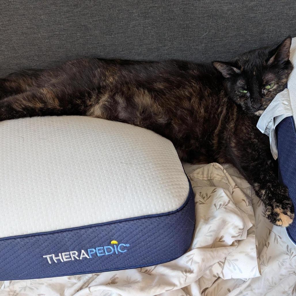 Medusa, Adoptable, Adult Female Domestic Short Hair.