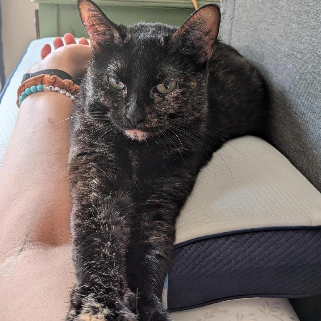 Medusa, a Adoptable Domestic Short Hair in Overland Park, KS image 3/4