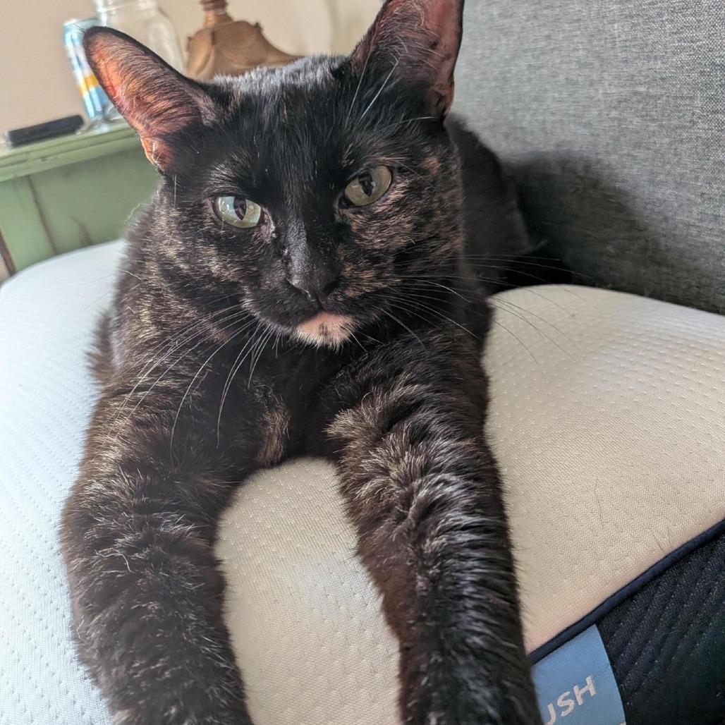Medusa, a Adoptable Domestic Short Hair in Overland Park, KS image 4/4