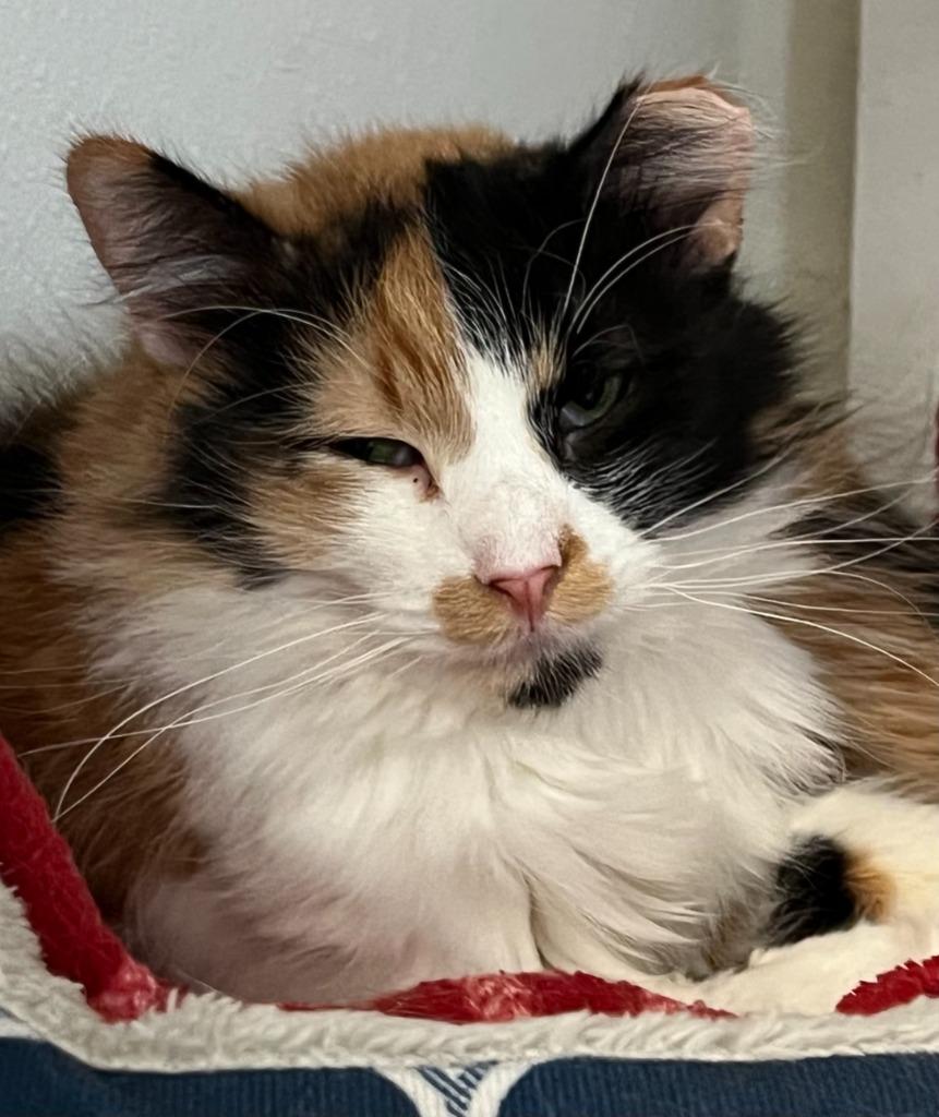 Enlarge Flora, a Adoptable mixed breed in Hastings, NE image 1/2