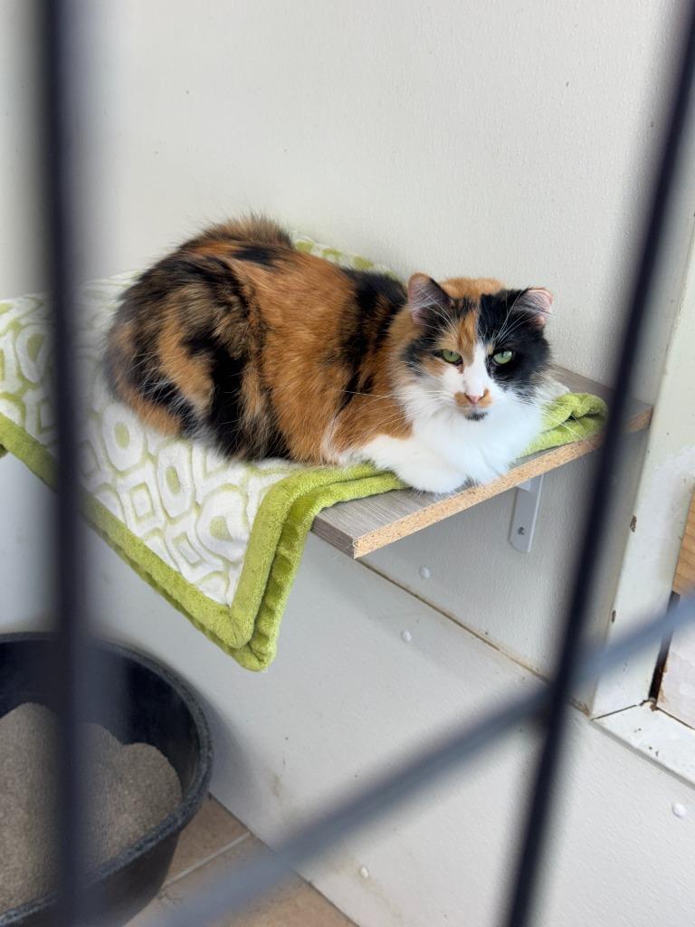 Enlarge Flora, a Adoptable mixed breed in Hastings, NE image 2/2