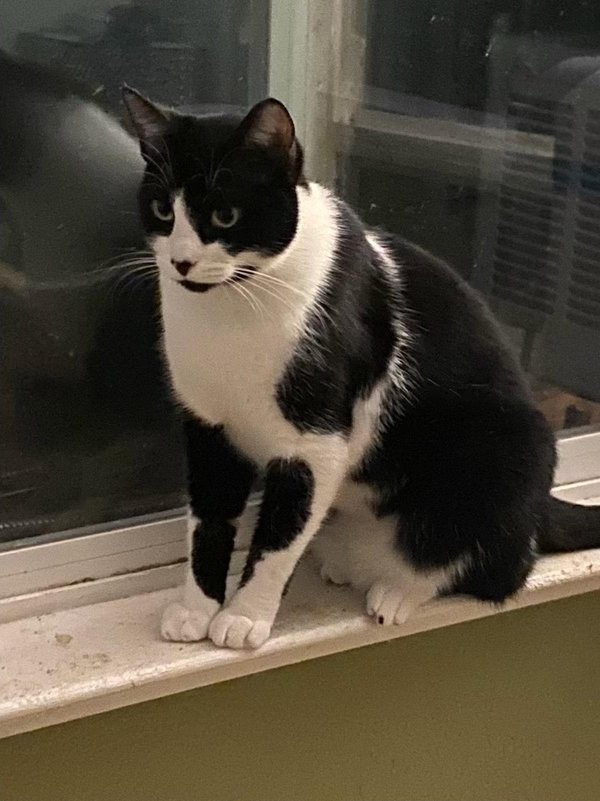 Rocky, Adopted, Adult Male Domestic Short Hair.