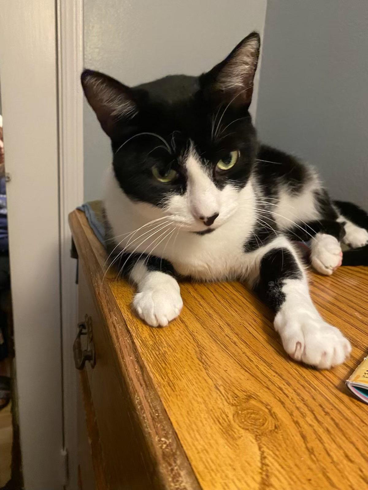 Rocky, a Adopted Domestic Short Hair in Castro Valley, CA image 2/3