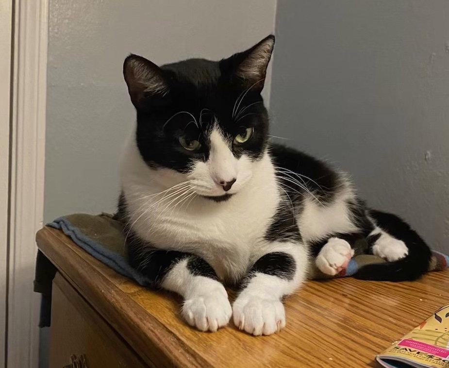 Rocky, a Adopted Domestic Short Hair in Castro Valley, CA image 3/3