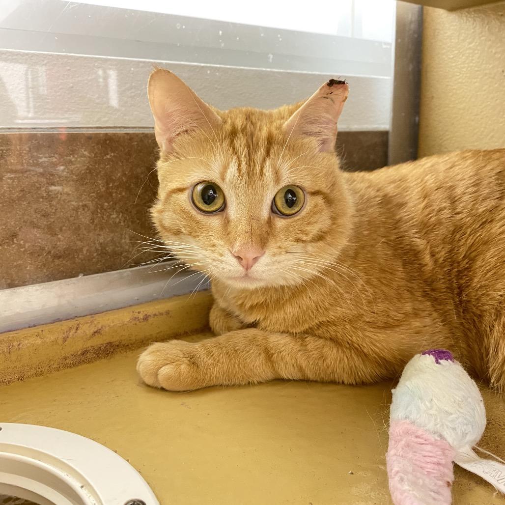 Clyde, Adoptable, Young Male Domestic Short Hair.