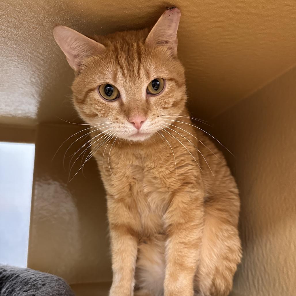 Enlarge Clyde, a Adoptable Domestic Short Hair in Spokane, WA image 2/6