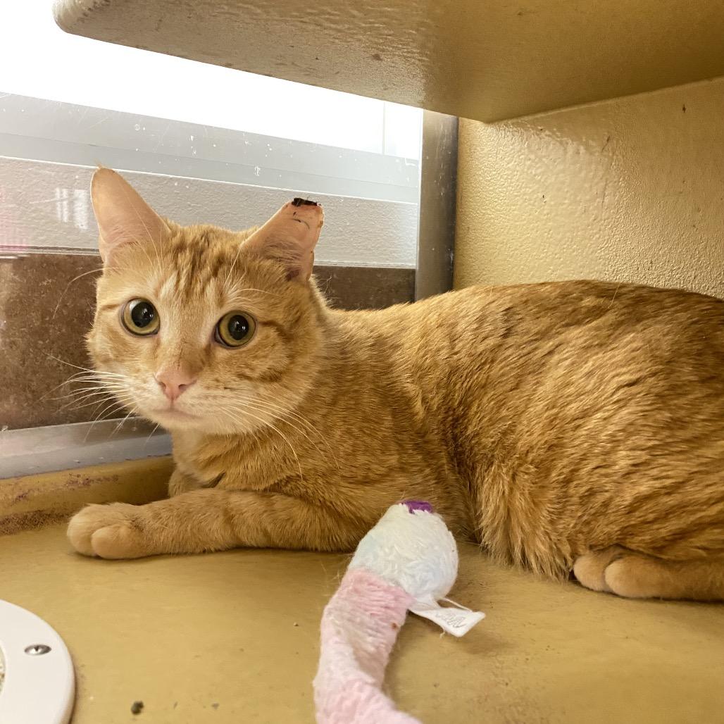 Enlarge Clyde, a Adoptable Domestic Short Hair in Spokane, WA image 3/6
