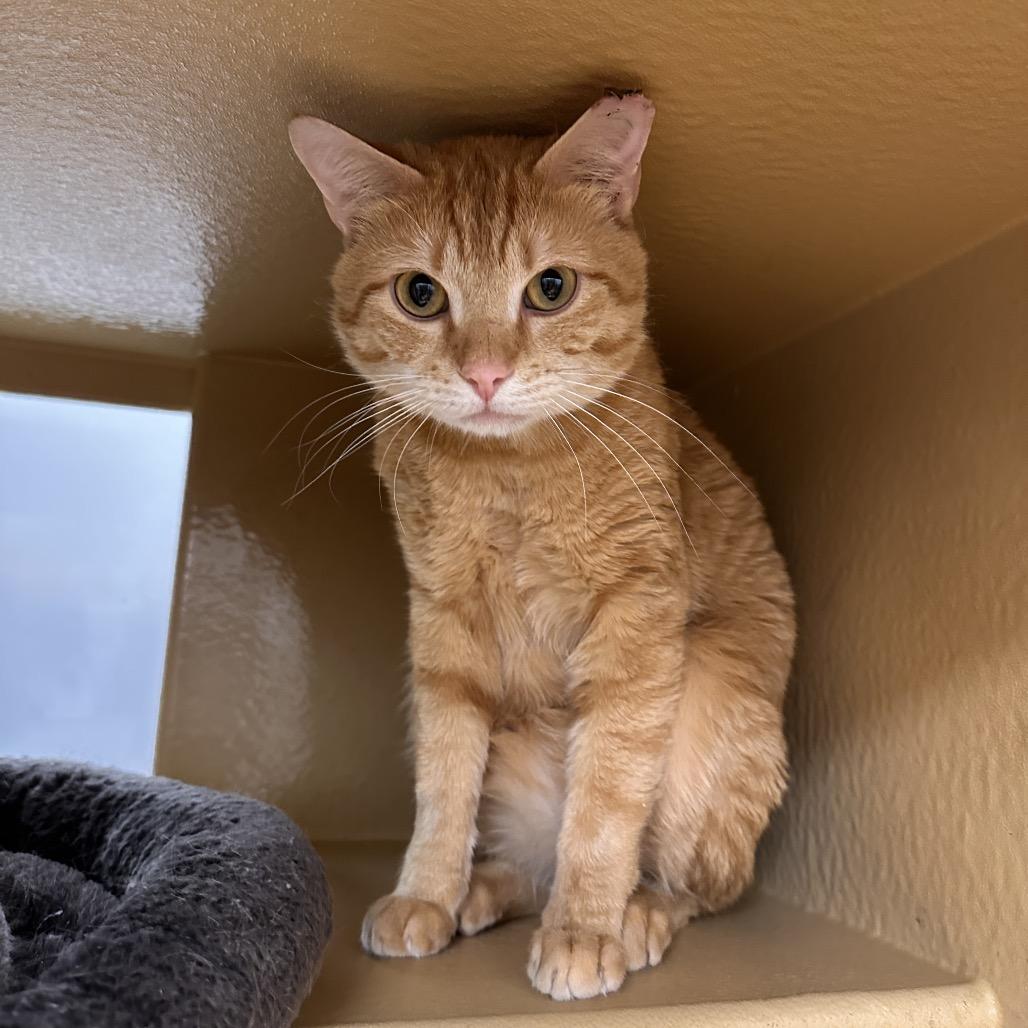 Enlarge Clyde, a Adoptable Domestic Short Hair in Spokane, WA image 4/6