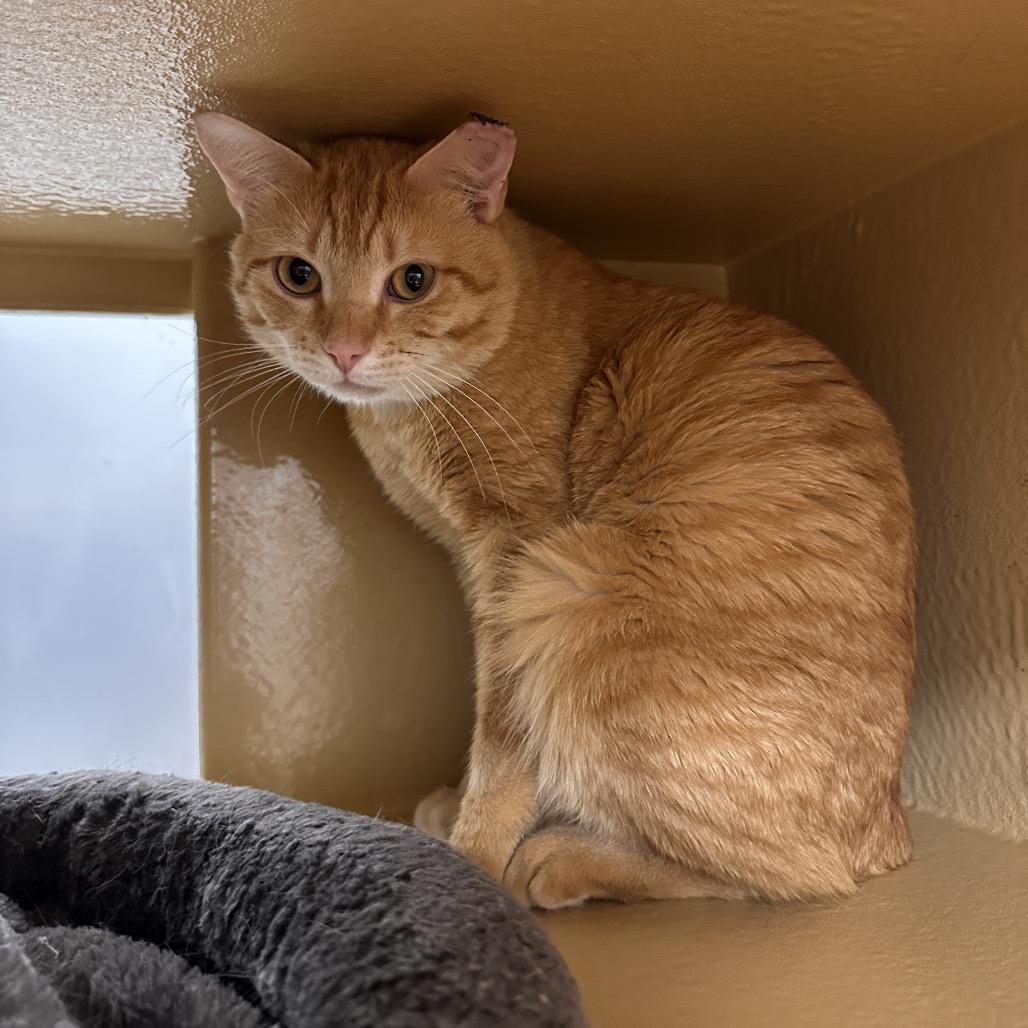 Enlarge Clyde, a Adoptable Domestic Short Hair in Spokane, WA image 5/6