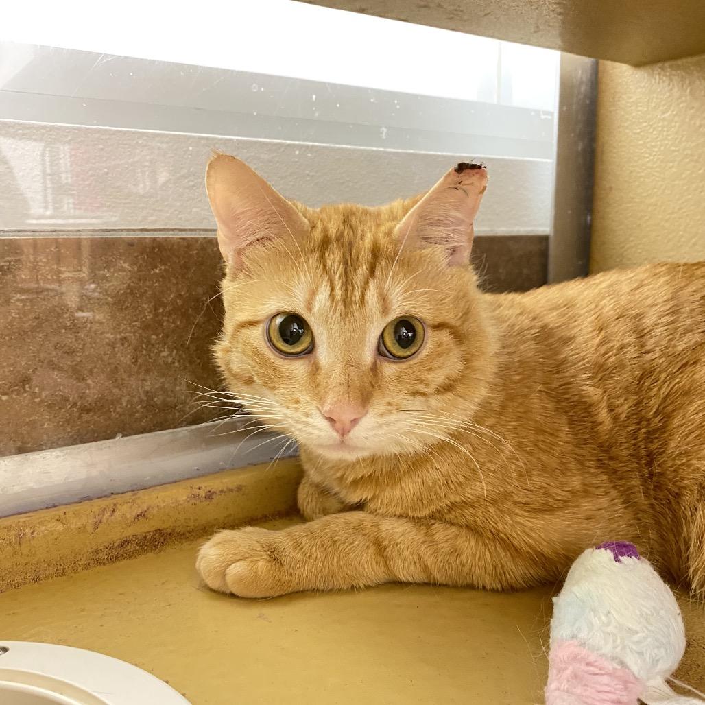 Enlarge Clyde, a Adoptable Domestic Short Hair in Spokane, WA image 6/6