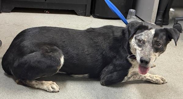 Janice, Adoptable, Adult Female Australian Cattle Dog / Blue Heeler & Border Collie.