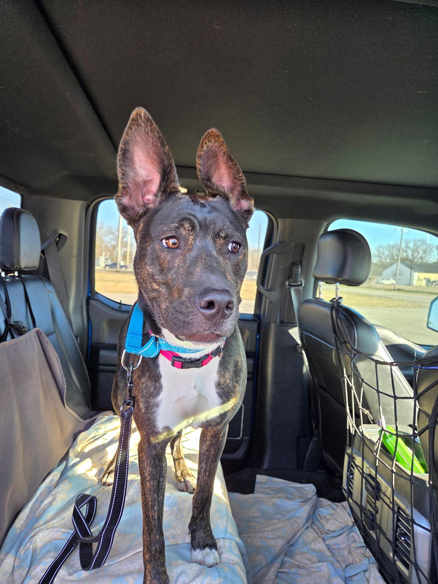 Enlarge LUNA-Lovely Lady, a Adoptable mixed breed in Dallas, TX image 1/6