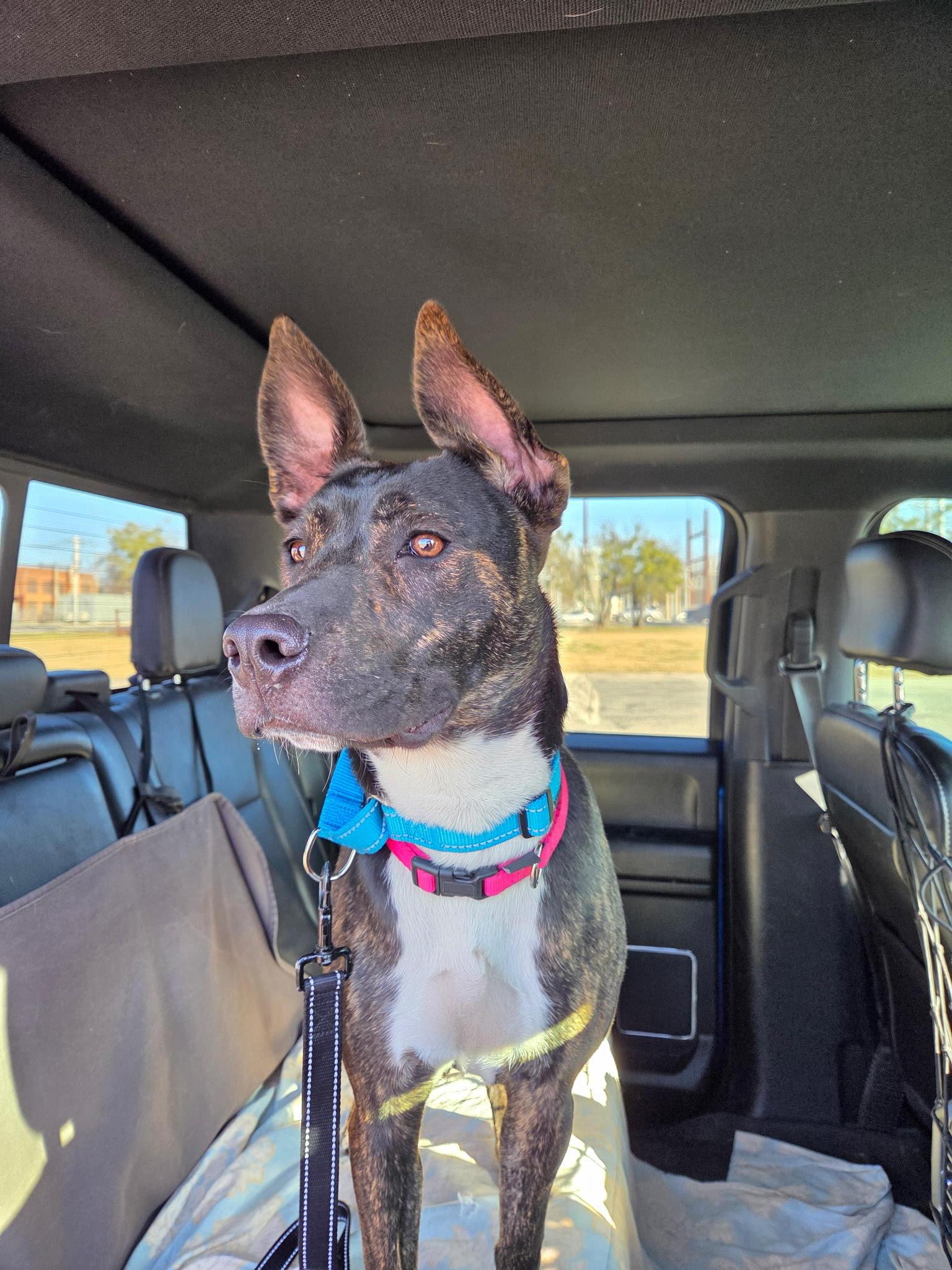 Enlarge LUNA-Lovely Lady, a Adoptable mixed breed in Dallas, TX image 4/6