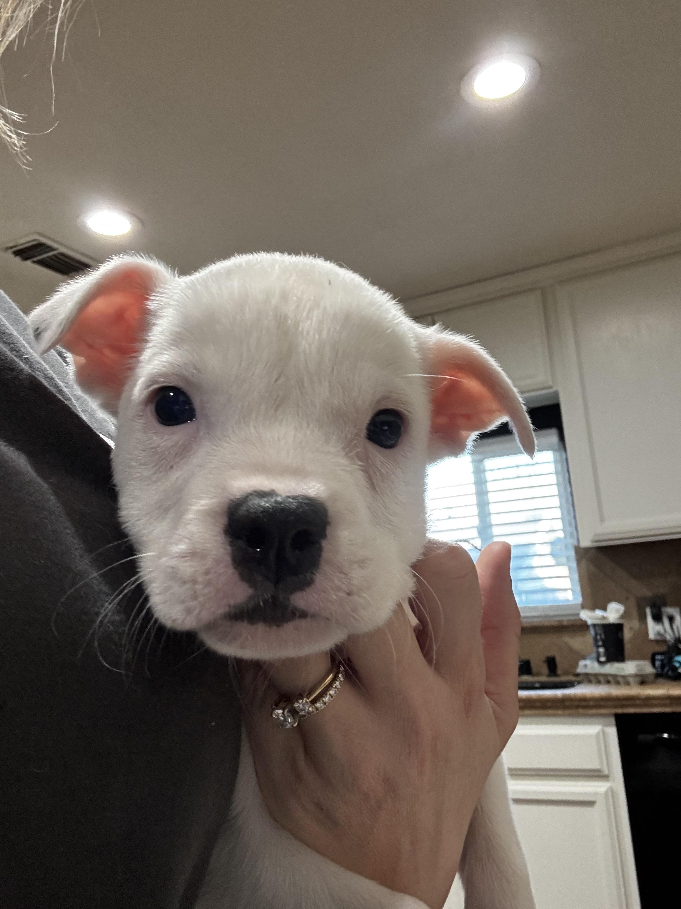 Faith, ADOPTABLE, Puppy Female American Bully.