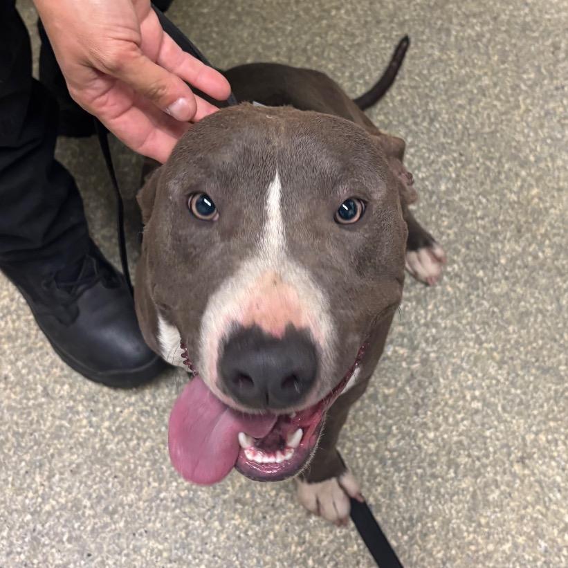 Enlarge Kensington*, a Adoptable Pit Bull Terrier in San Gabriel, CA image 1/1