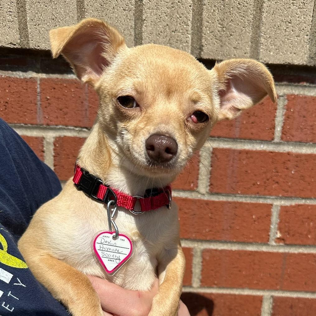 Princess, a Adoptable Chihuahua in Springfield, MA image 1/3