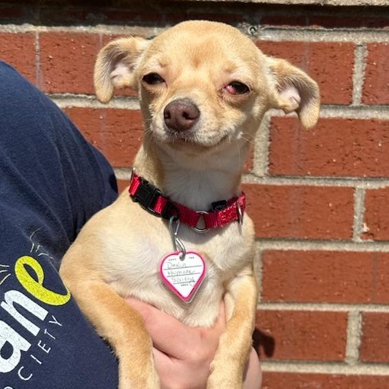 Princess, a Adoptable Chihuahua in Springfield, MA image 2/3