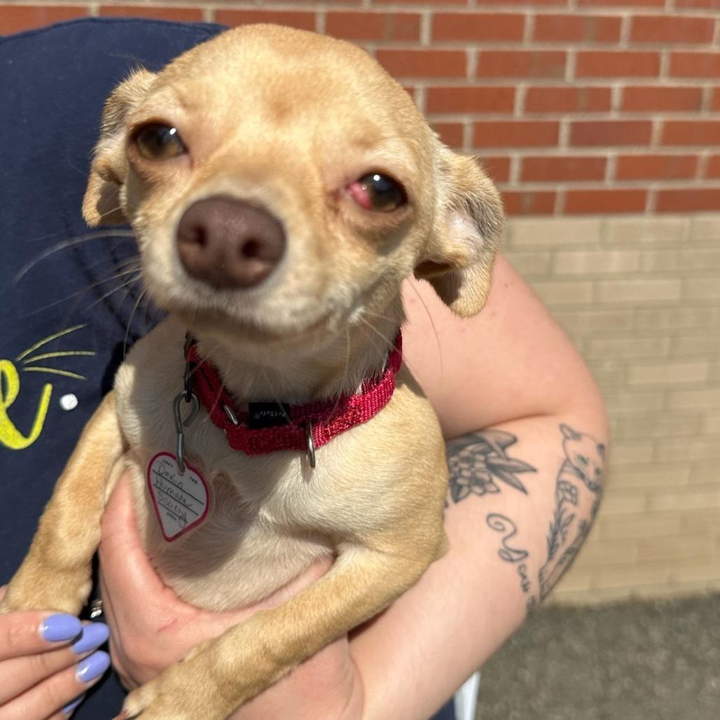 Princess, a Adoptable Chihuahua in Springfield, MA image 3/3