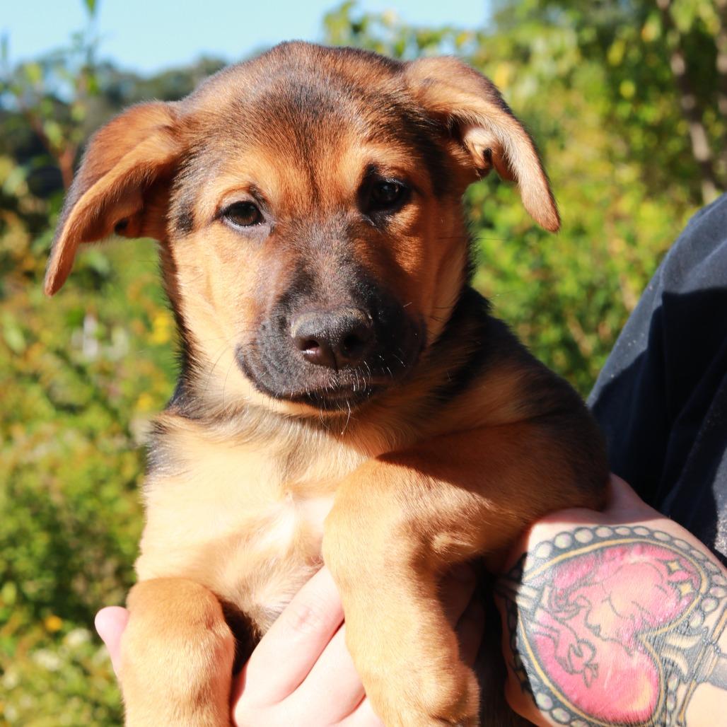 CT Bruno, Adoptable, Puppy Male German Shepherd Dog & Mixed Breed.