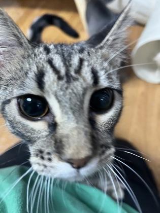 Adams 51574, ADOPTABLE, Young Male Domestic Short Hair.