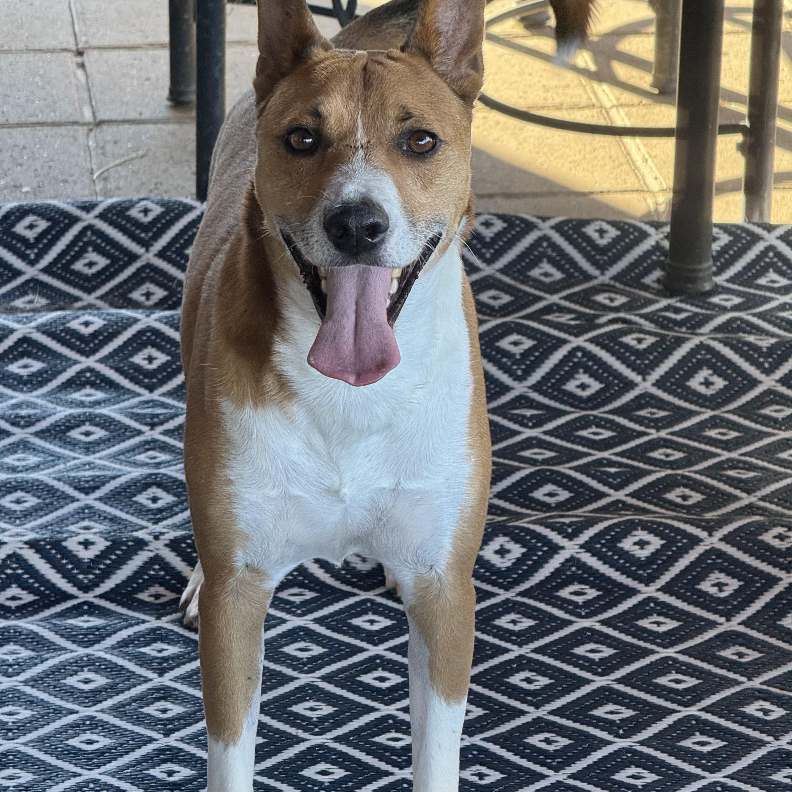 Enlarge Cooper, a Adoptable mixed breed in Hanover, MD image 5/6