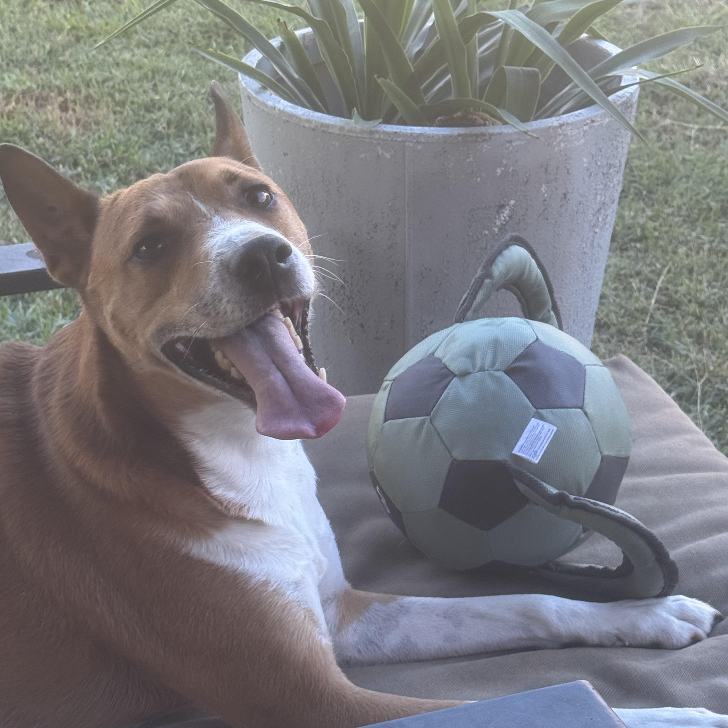 Cooper, Adoptable, Adult Male English Pointer.