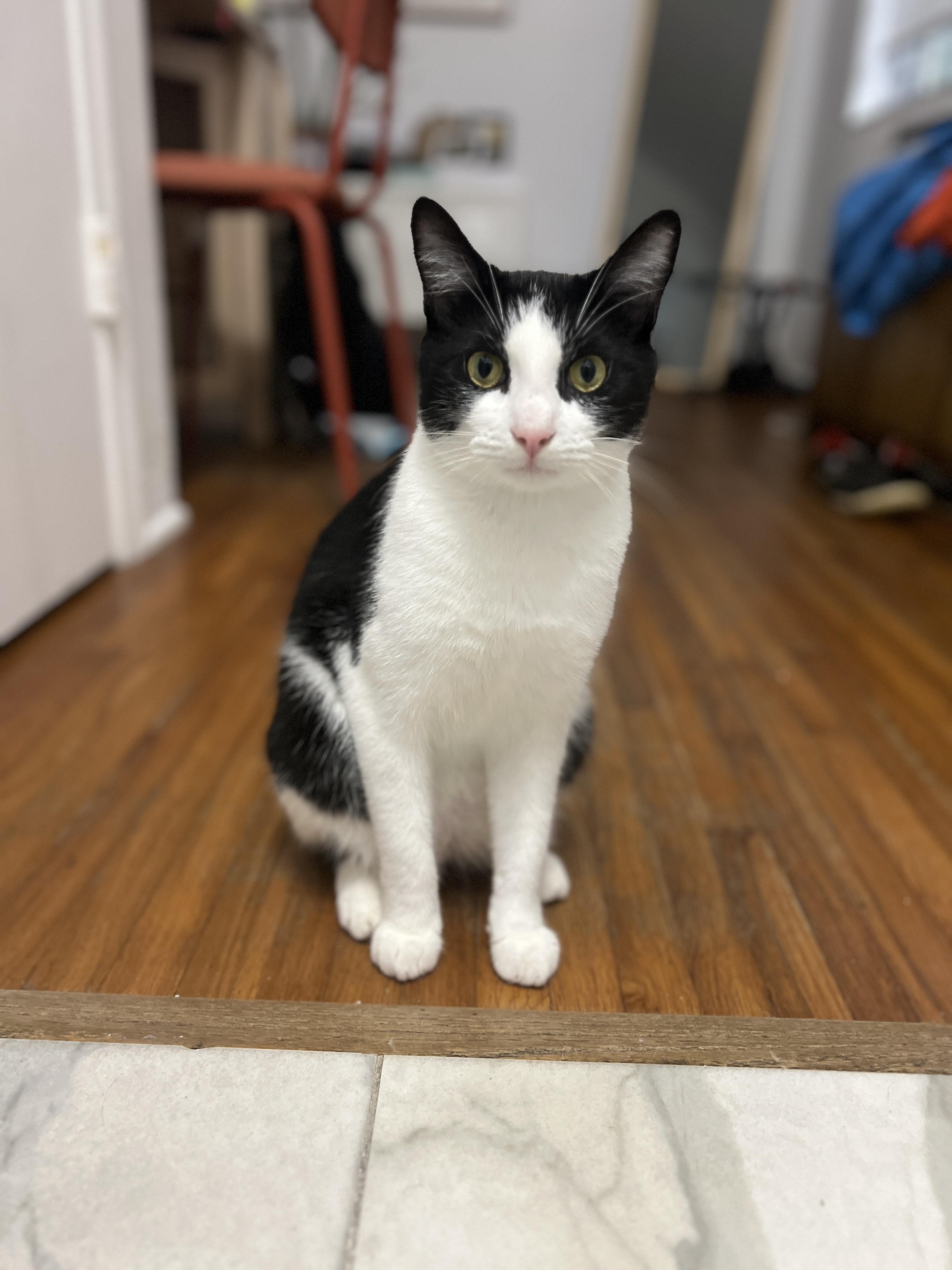 Oreo, a Adoptable Domestic Short Hair in Miami, FL image 1/5