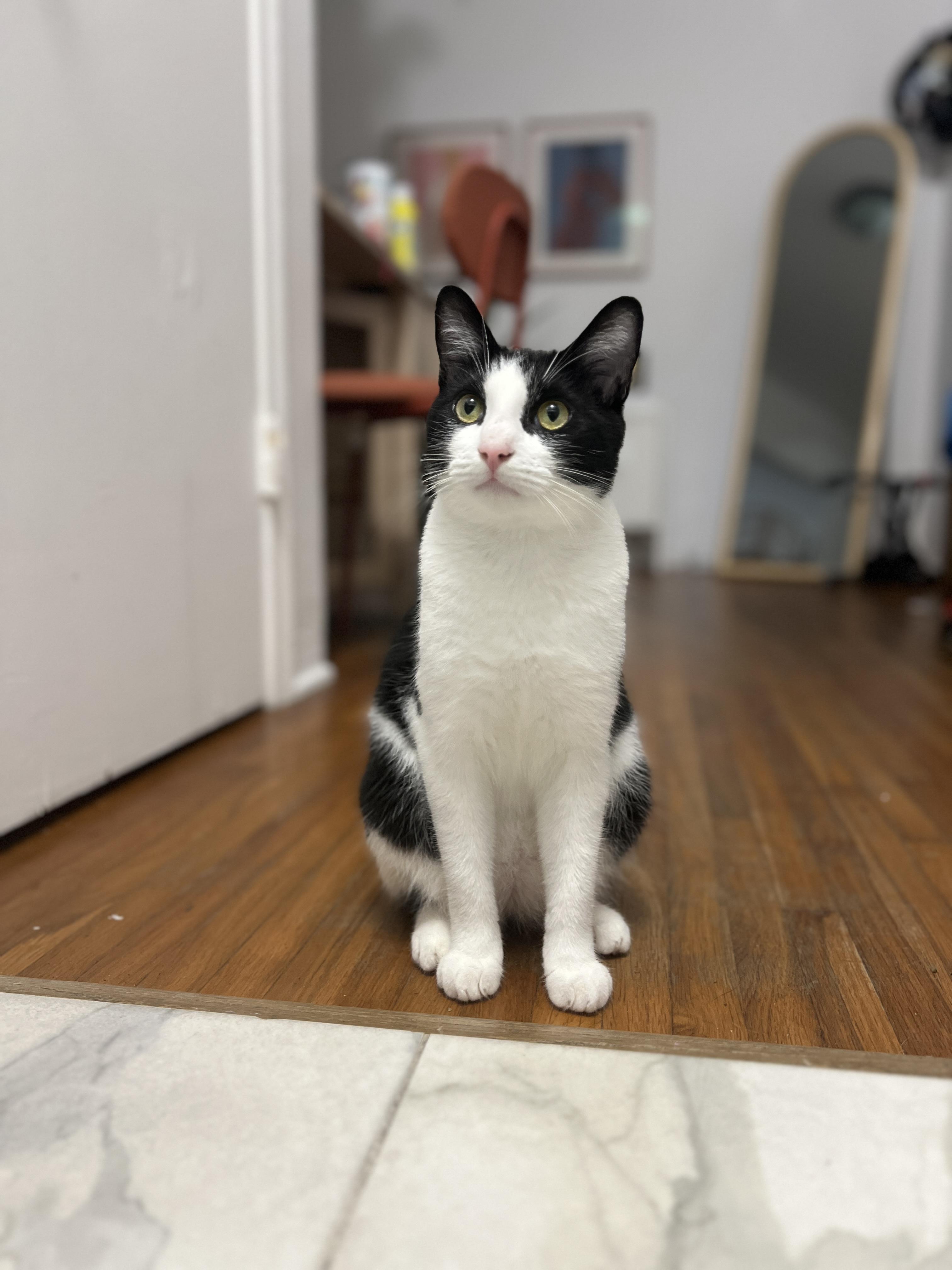 Oreo, a Adoptable Domestic Short Hair in Miami, FL image 5/5