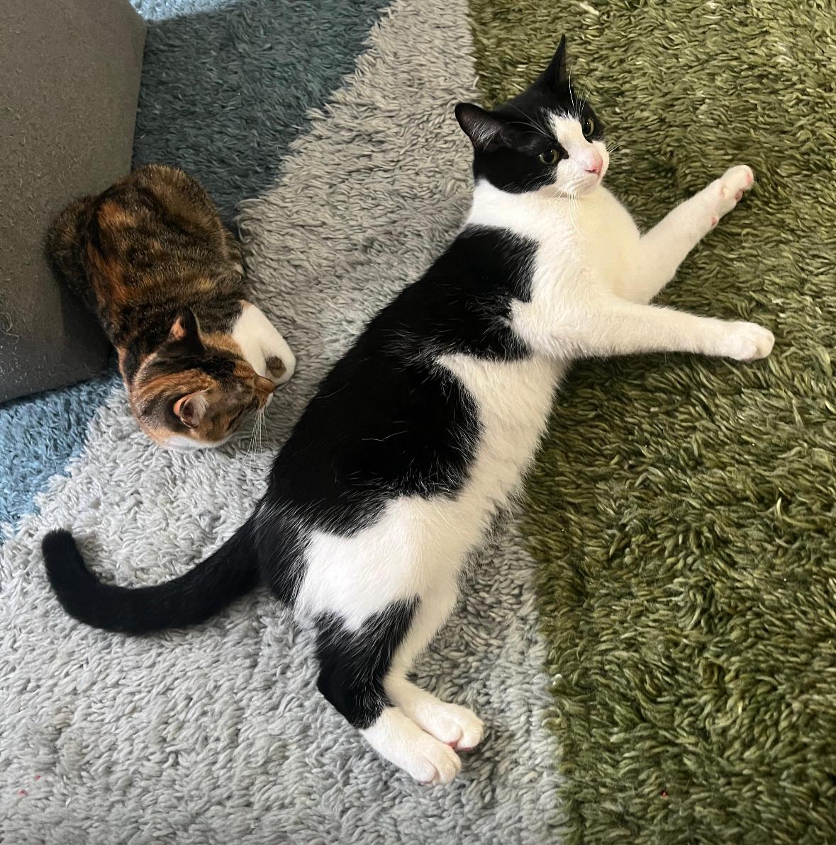 Oreo, a Adoptable Domestic Short Hair in Miami, FL image 2/5