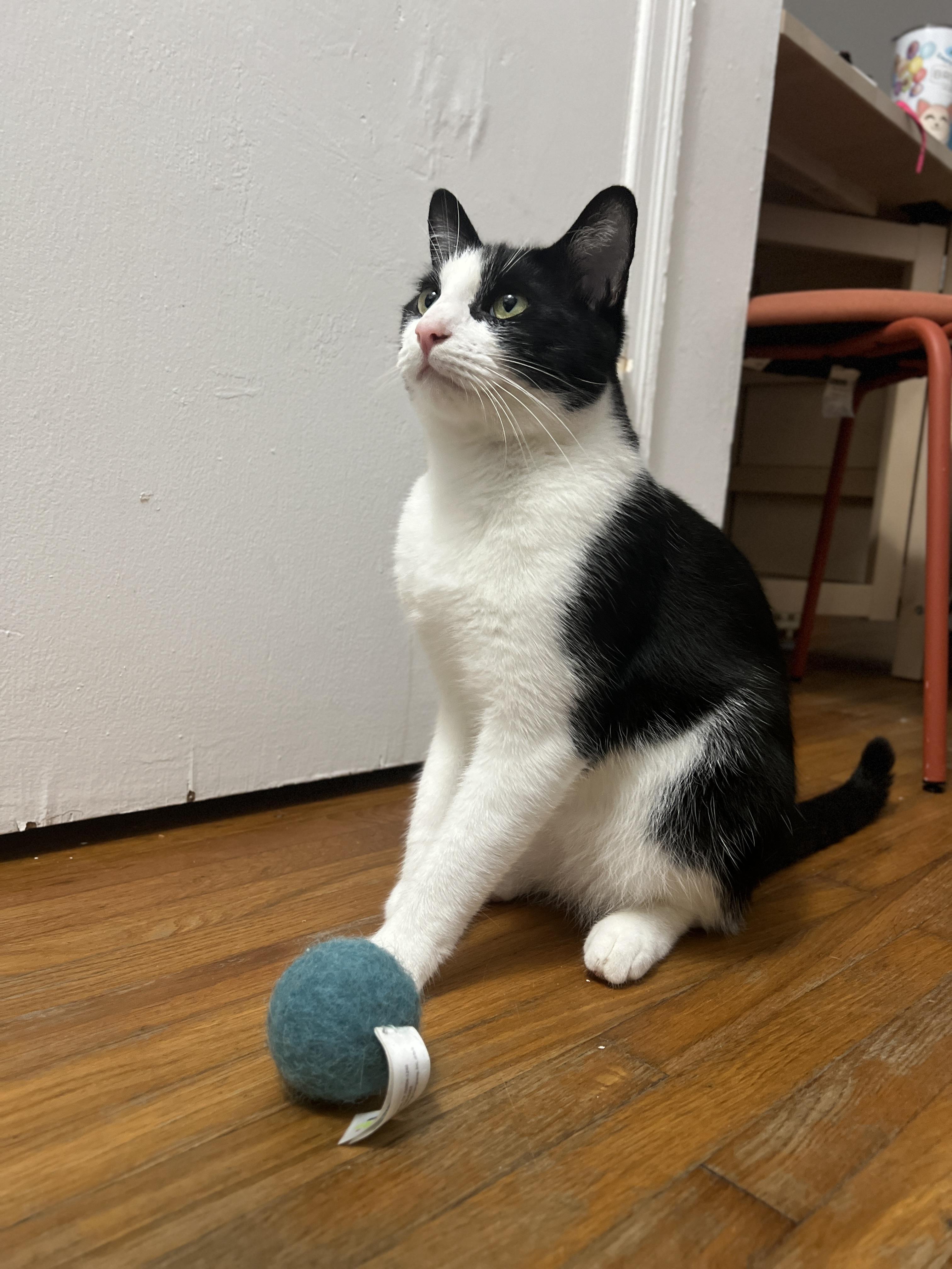 Oreo, a Adoptable Domestic Short Hair in Miami, FL image 4/5