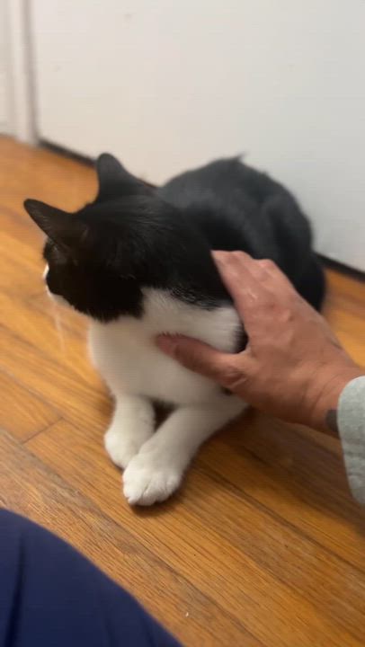 Enlarge Oreo, a Adoptable Domestic Short Hair in Miami, FL video 3/5