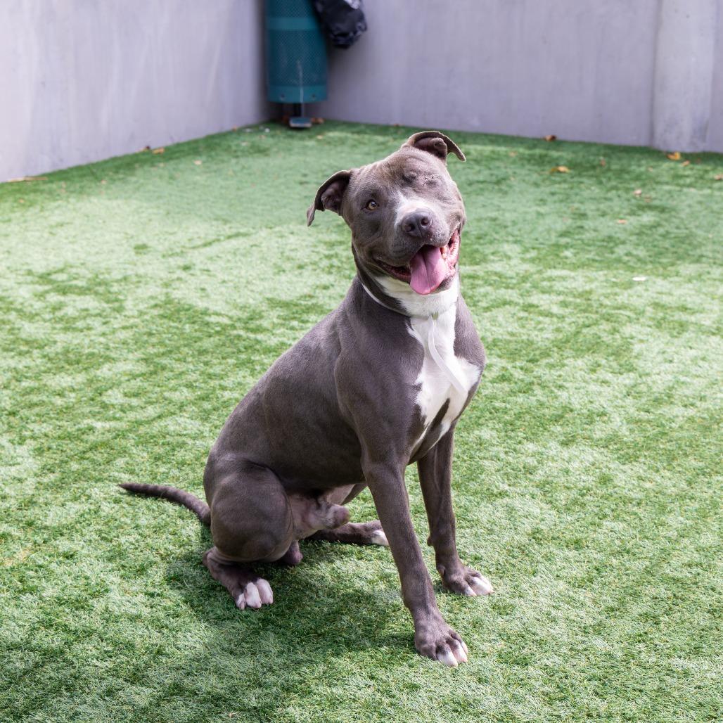 Enlarge Gary, a Adoptable Pit Bull Terrier in Pasadena, CA image 1/2