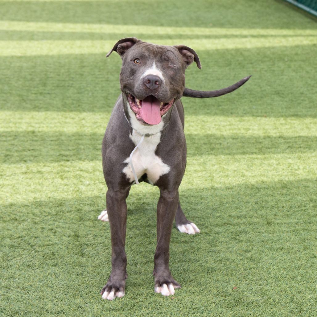Enlarge Gary, a Adoptable Pit Bull Terrier in Pasadena, CA image 2/2
