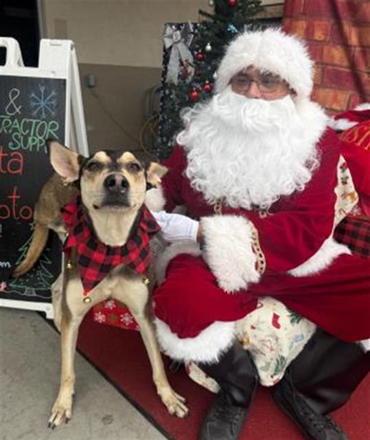 Buster -- LONGTIME RESIDENT!, adoptable, Adult Male Shepherd.