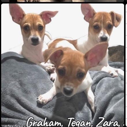 Enlarge Graham Available 10/23, a Adoptable Chihuahua in Loves Park, IL image 1/1