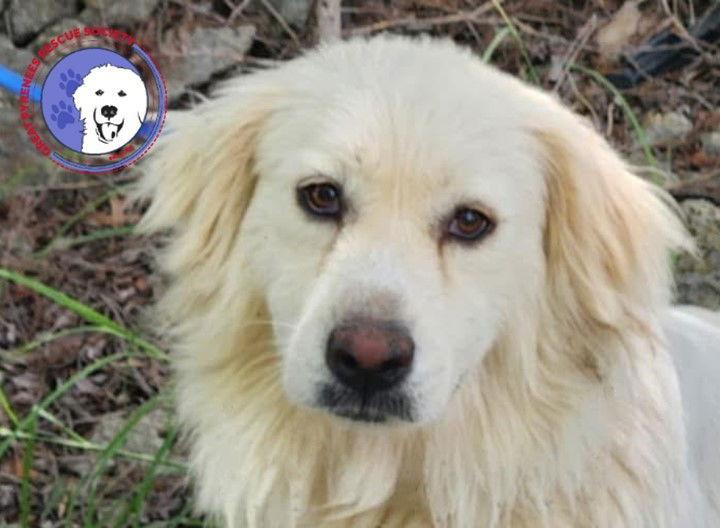 Enlarge Hannah, a Adoptable Great Pyrenees in Spring, TX image 1/3