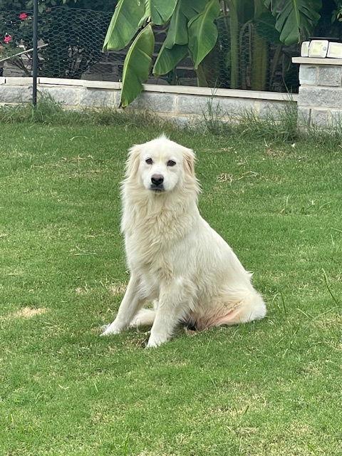 Enlarge Hannah, a Adoptable Great Pyrenees in Spring, TX image 2/3