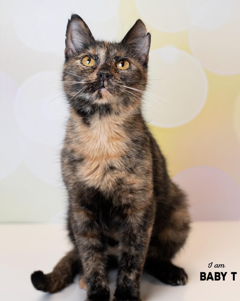 Baby T, Adoptable, Young Female Domestic Short Hair.