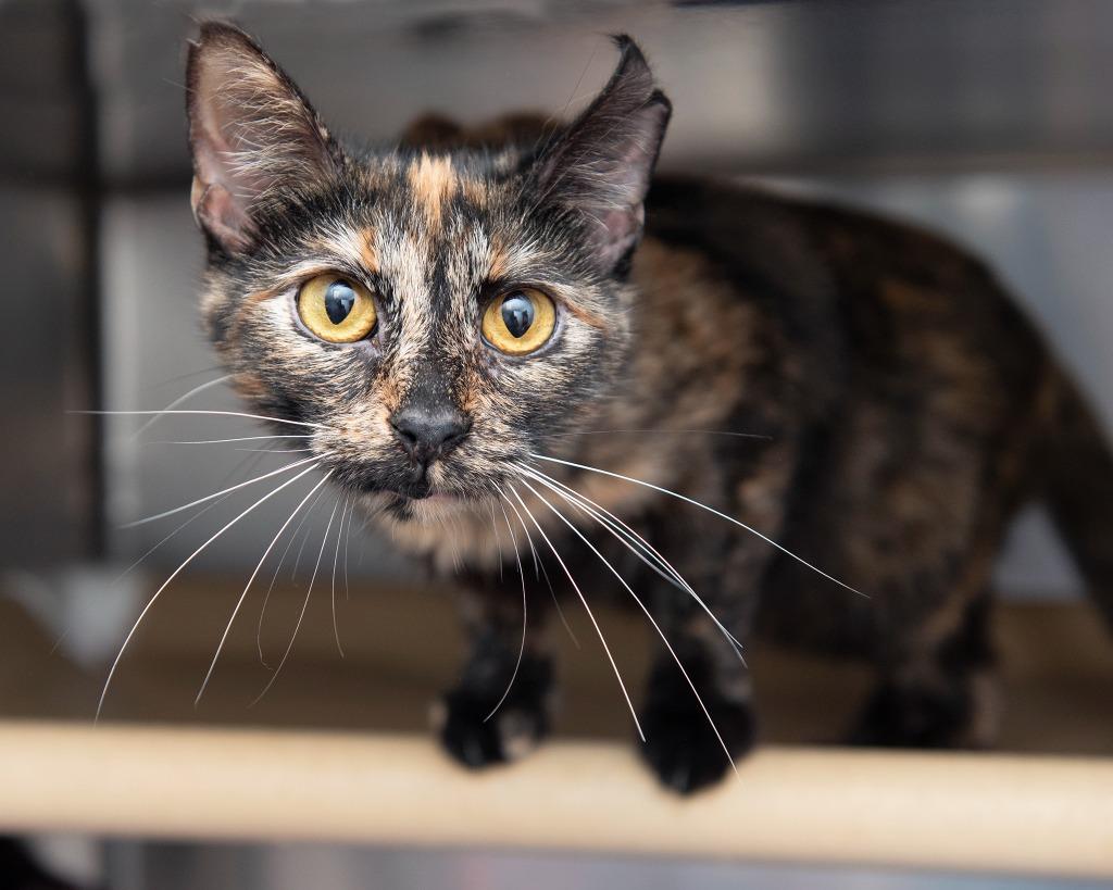 Enlarge Baby T, a Adoptable Domestic Short Hair in Boone, IA image 1/3