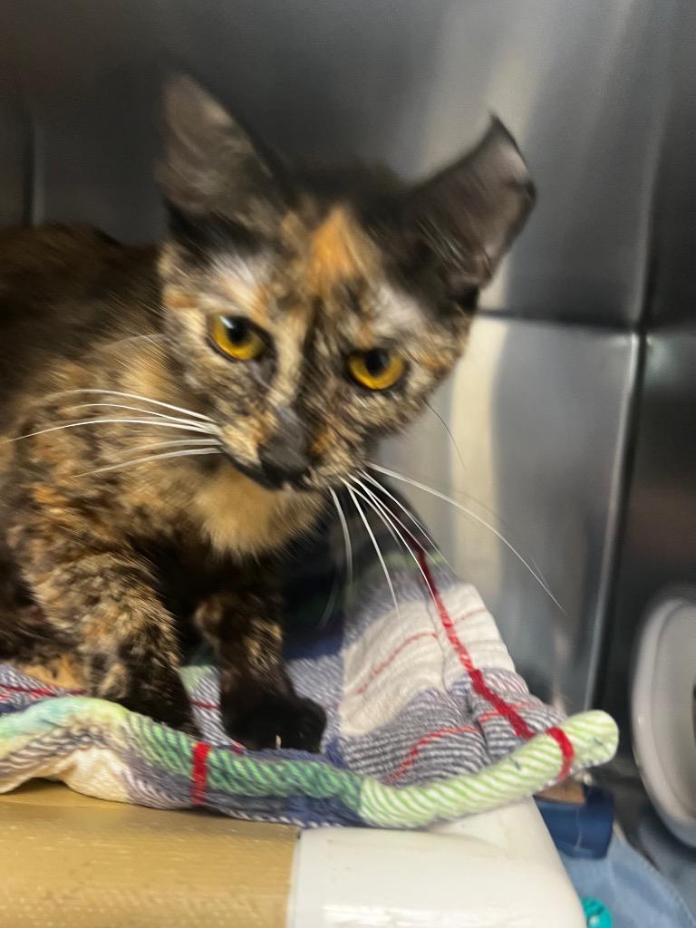 Enlarge Baby T, a Adoptable Domestic Short Hair in Boone, IA image 2/3