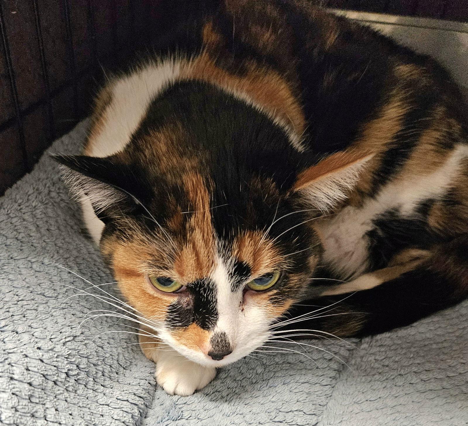 Enlarge Sylvie, a Adoptable Domestic Short Hair in Greenfield, IN image 1/3