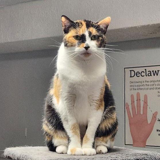 Enlarge Sylvie, a Adoptable Domestic Short Hair in Greenfield, IN image 1/3