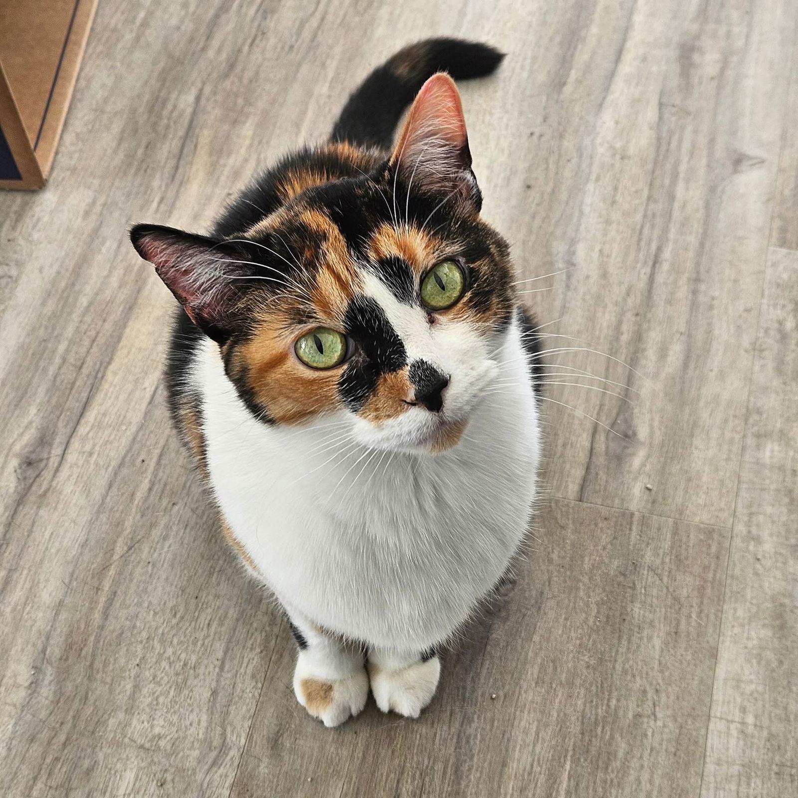 Sylvie, Adoptable, Adult Female Domestic Short Hair.